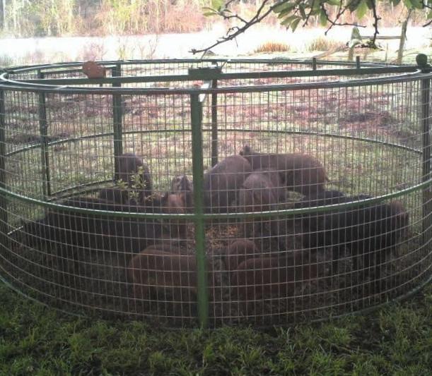 Swine Slammer - An Innovative Drop Trap Design to Cage Down Hogs