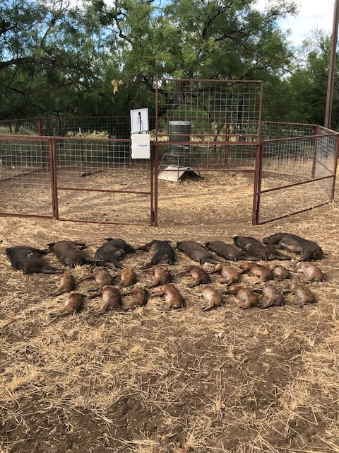 hog trap camera